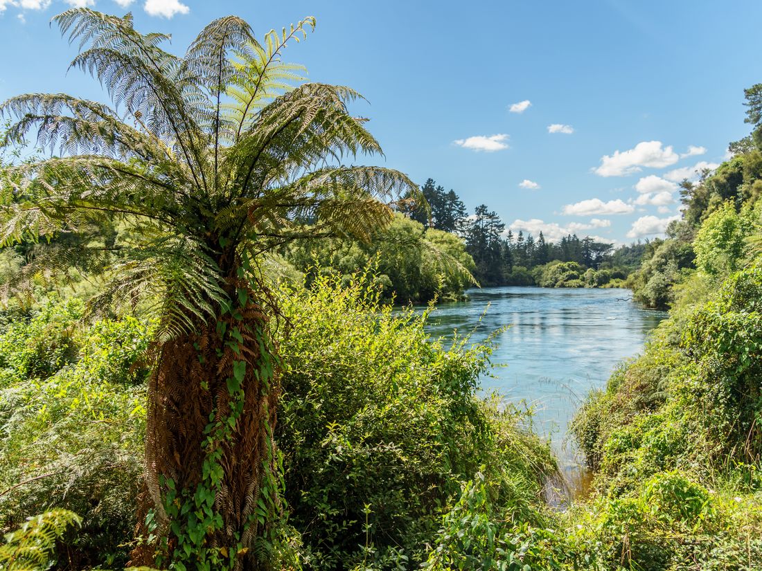 Native ferns on the bank of the Waikato River, near where Lagervik Private Clients is based